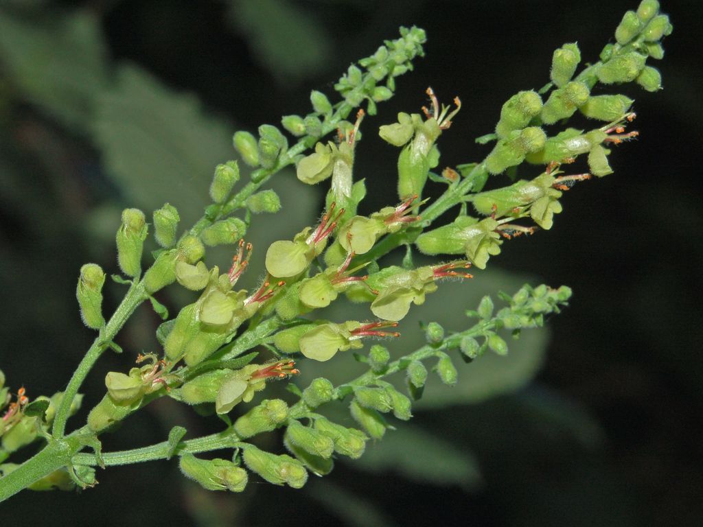 Teucrium scorodonia / Camedrio scorodonia